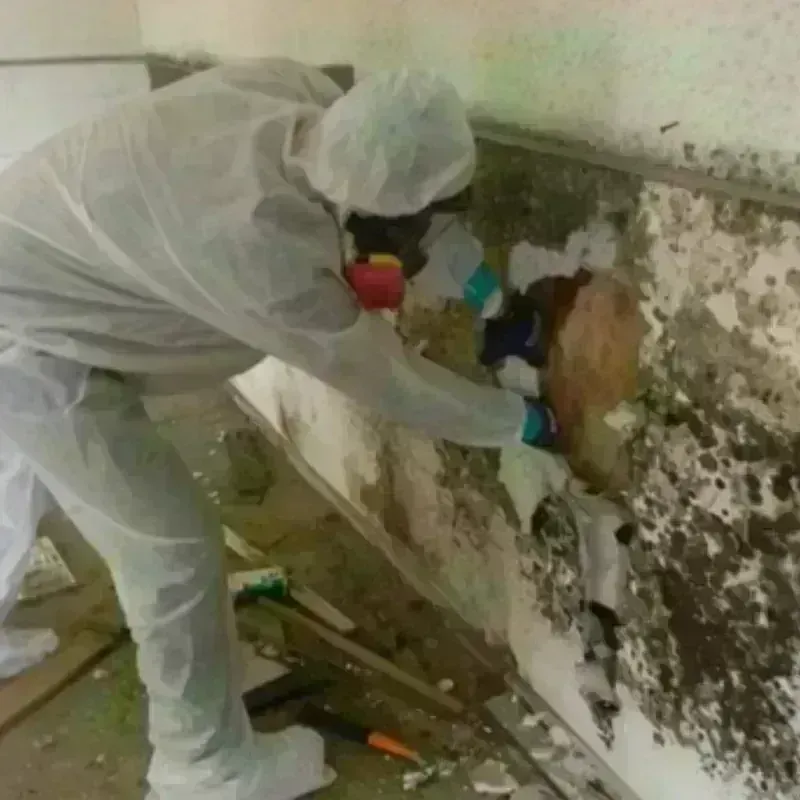 Mold Remediation and Removal in Lovettsville, VA